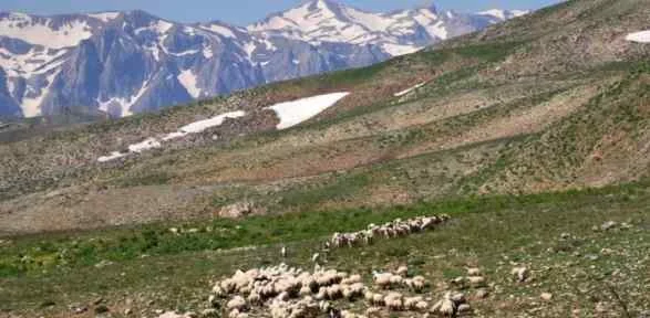 Pkk Iki Kardeşi Kaçırdı