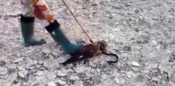 Yılan şahine Dolandı Ama ... !