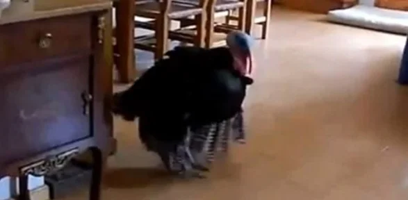O Bir Flamenko üstadı