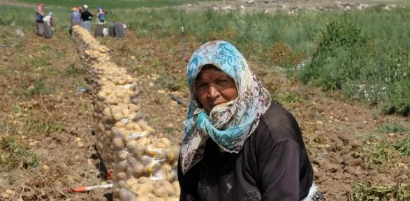 Patates Fiyatlarında Büyük Düşüş
