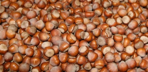 Fındık 14 Lirayı Da Gördü