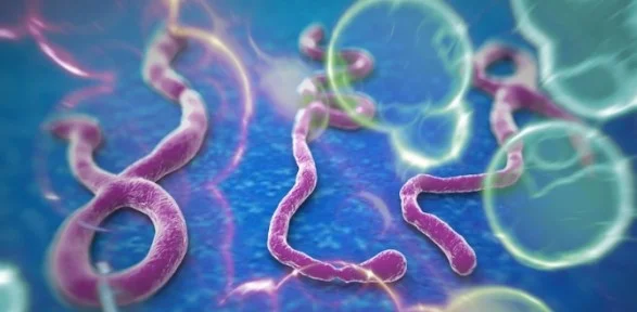Ebola Kuluçka Döneminde Bulaşmıyor