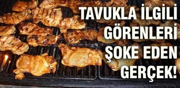 Tavukla ilgili çok çarpıcı gerçek