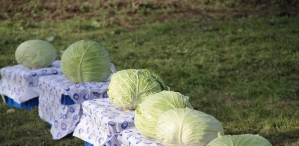 80 Milli Yeni Lahana çeşidi Geliştirildi