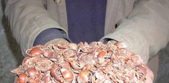 Fındık Kabuğu Fiyatını Katladı