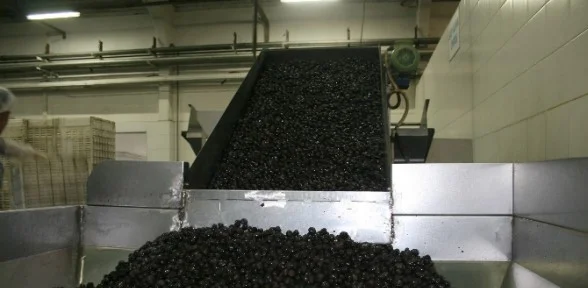 Zeytinyağı Patronundan Rahatlatan Açıklama