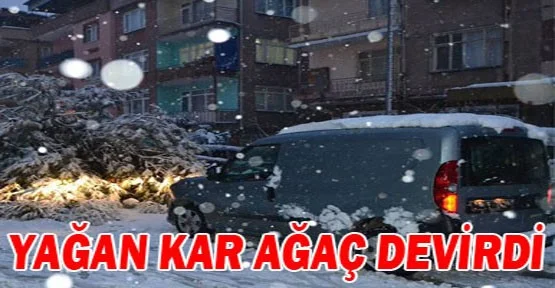İnegöl'de yağan kar ağaç devirdi