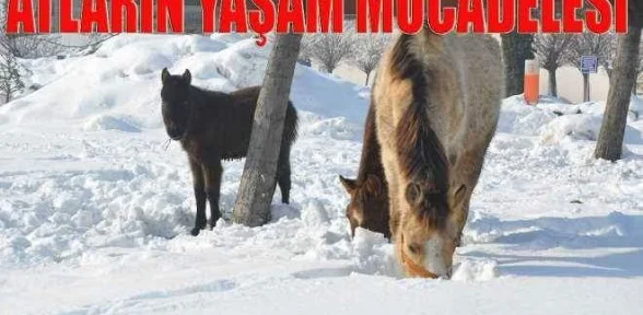Atların Yaşam Mücadelesi