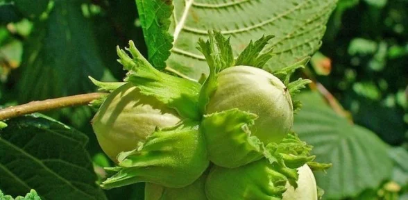 Fındıkta Abd Modeli önerisi