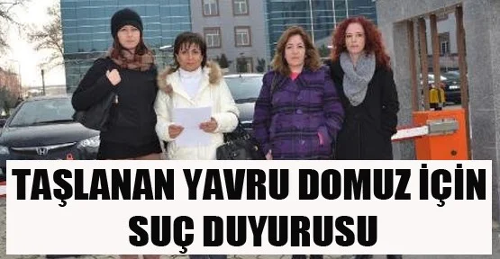 Taşlanan Yavru Domuz İçin Savcılığa Suç Duyurusu