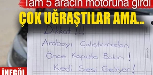 Motora giren yavru kedi!