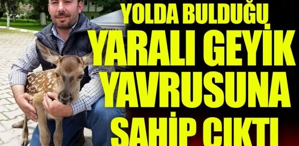 Yolda Bulduğu Yaralı Geyiğe Sahip Çıktı