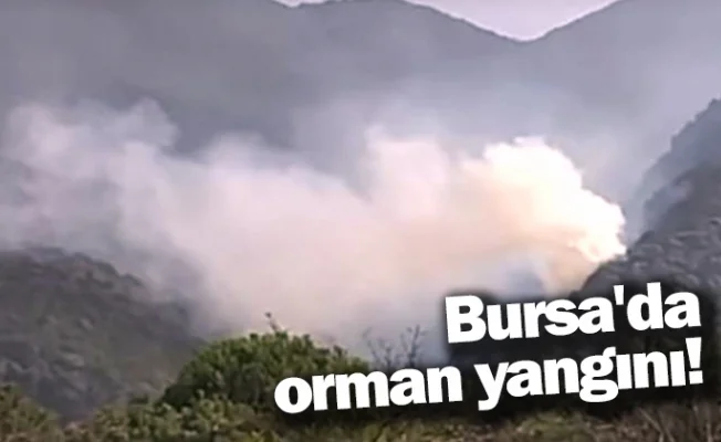 Bursa'da orman yangını!