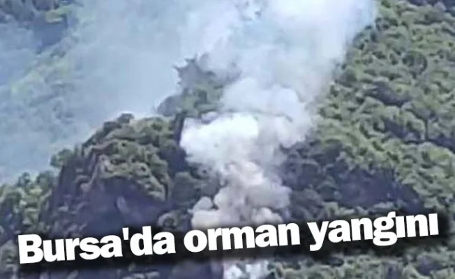 Bursa'da orman yangını