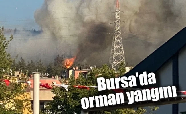 Bursa'da orman yangını