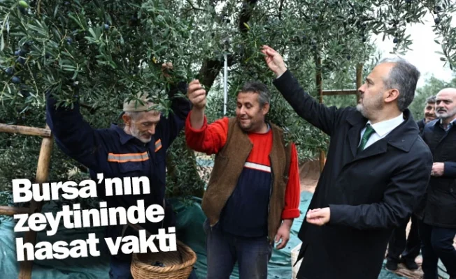 Bursa’nın zeytininde hasat vakti