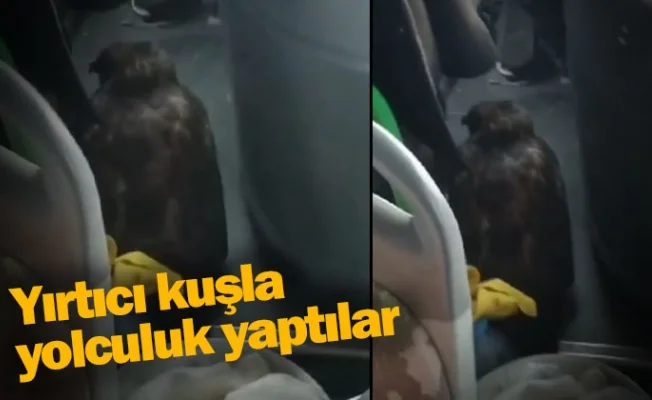 Yırtıcı kuşla yolculuk yaptılar