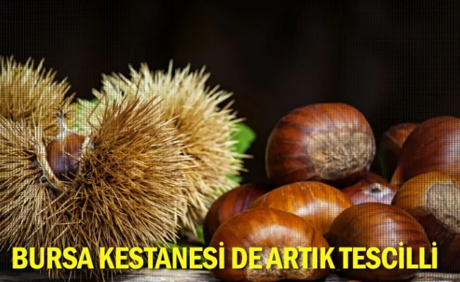 Bursa kestanesi de artık tescilli