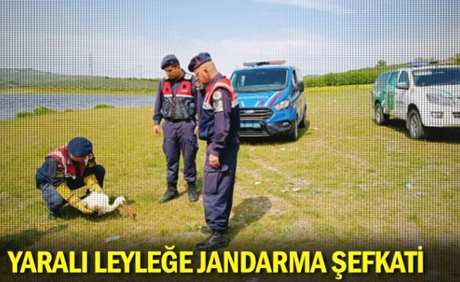 Yaralı leyleğe jandarma şefkati