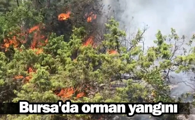Bursa'da orman yangını