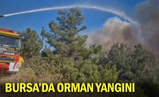 Bursa’da orman yangını