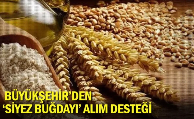 Büyükşehir’den ‘Siyez Buğdayı’ alım desteği