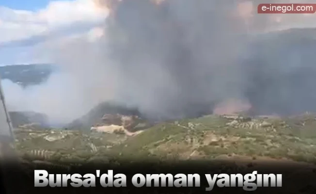 Bursa'da orman yangını