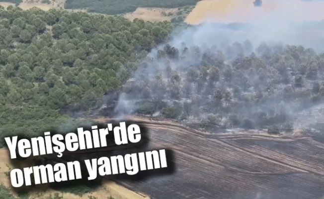 Yenişehir'de orman yangını