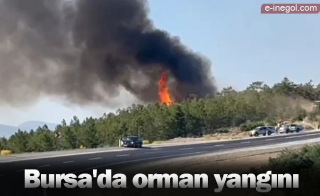 Bursa'da orman yangını