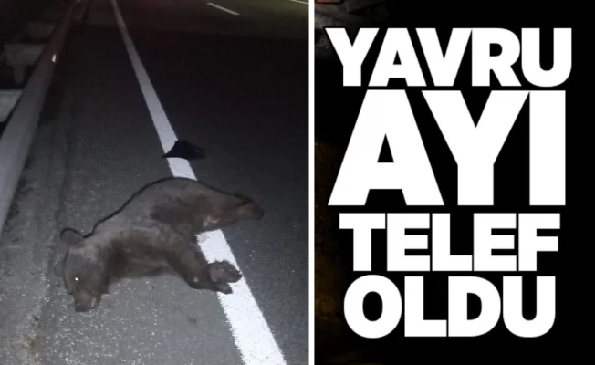 Yavru ayı telef oldu