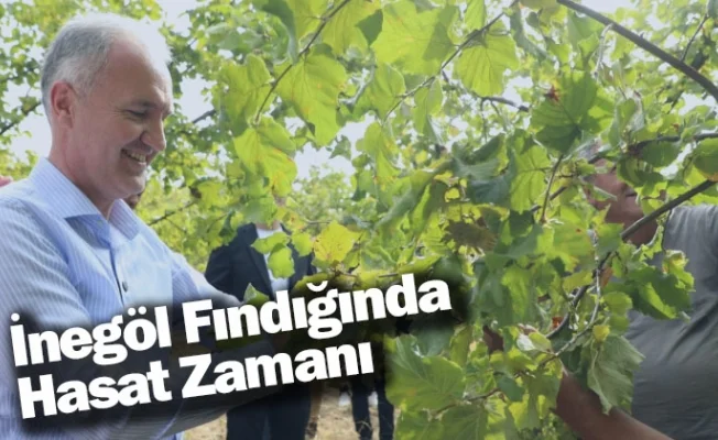 İnegöl Fındığında Hasat Zamanı
