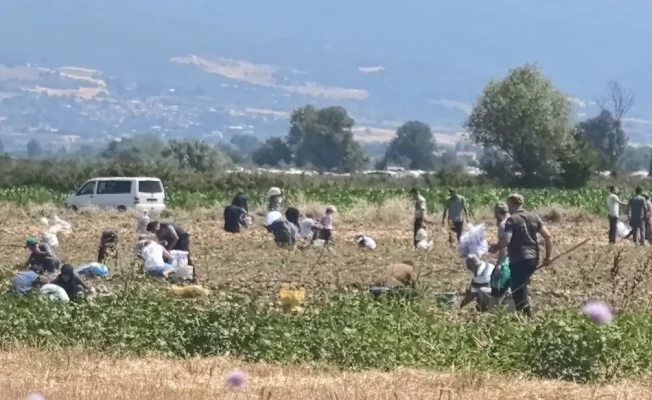 Çiftçi, tarladaki patatesleri vatandaşa dağıttı