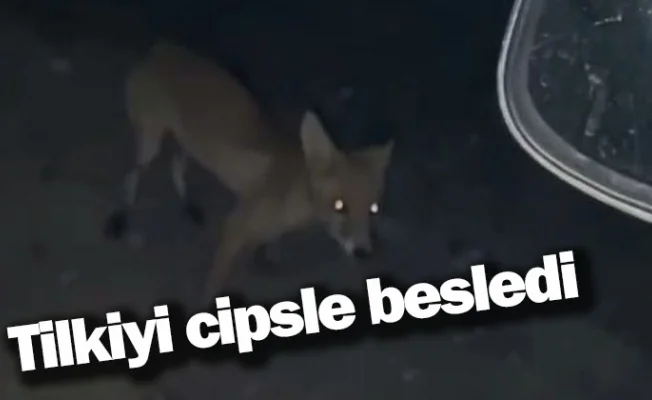 Tilkiyi cipsle besledi