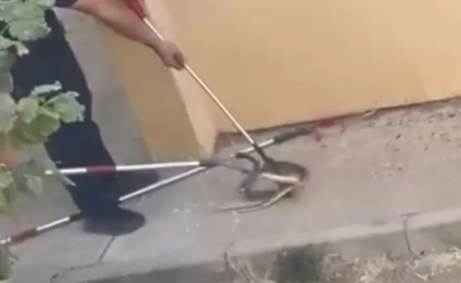 İnegöl'de yılan paniği