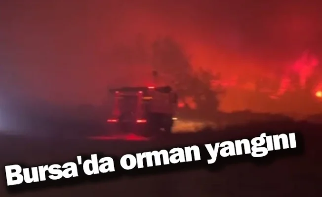 Bursa'da orman yangını