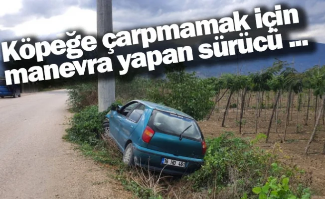 Köpeğe çarpmamak için manevra yapan sürücü ...