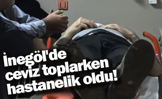 Ceviz toplarken hastanelik oldu!