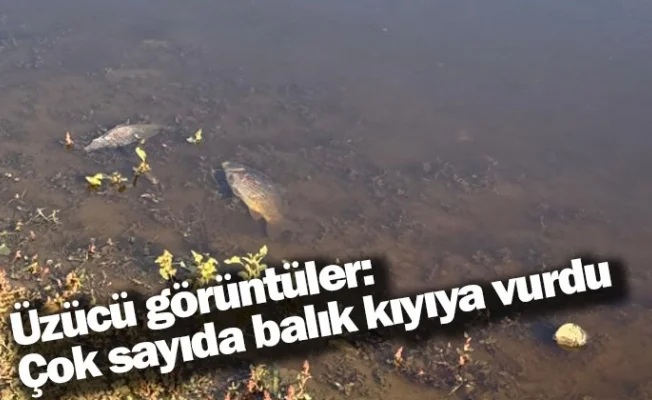 Üzücü görüntüler: Çok sayıda balık kıyıya vurdu