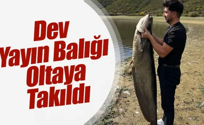 Dev yayın balığı oltaya takıldı