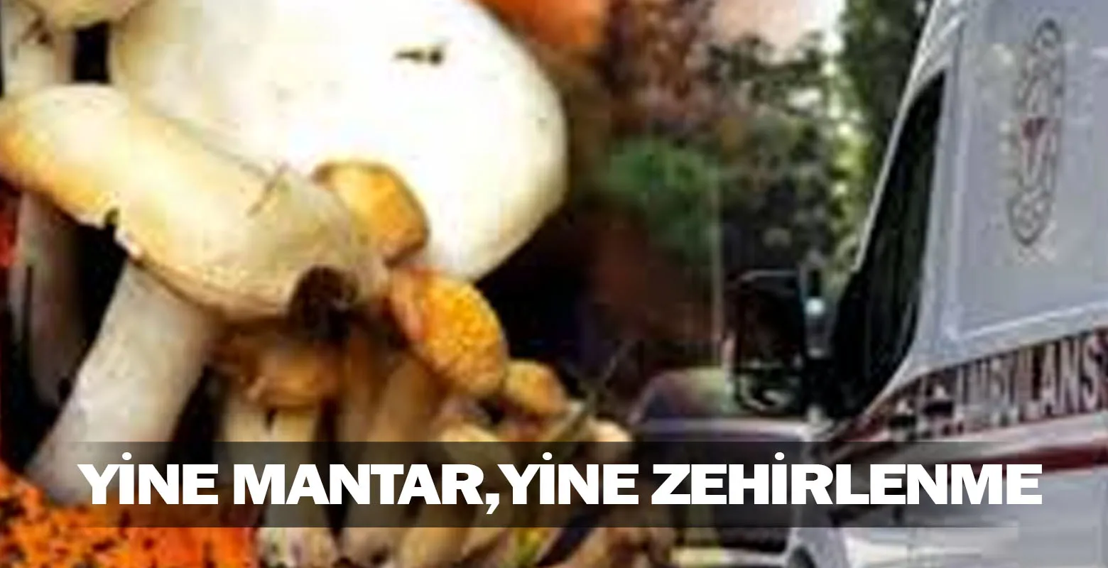 Yine mantar, yine zehirlenme