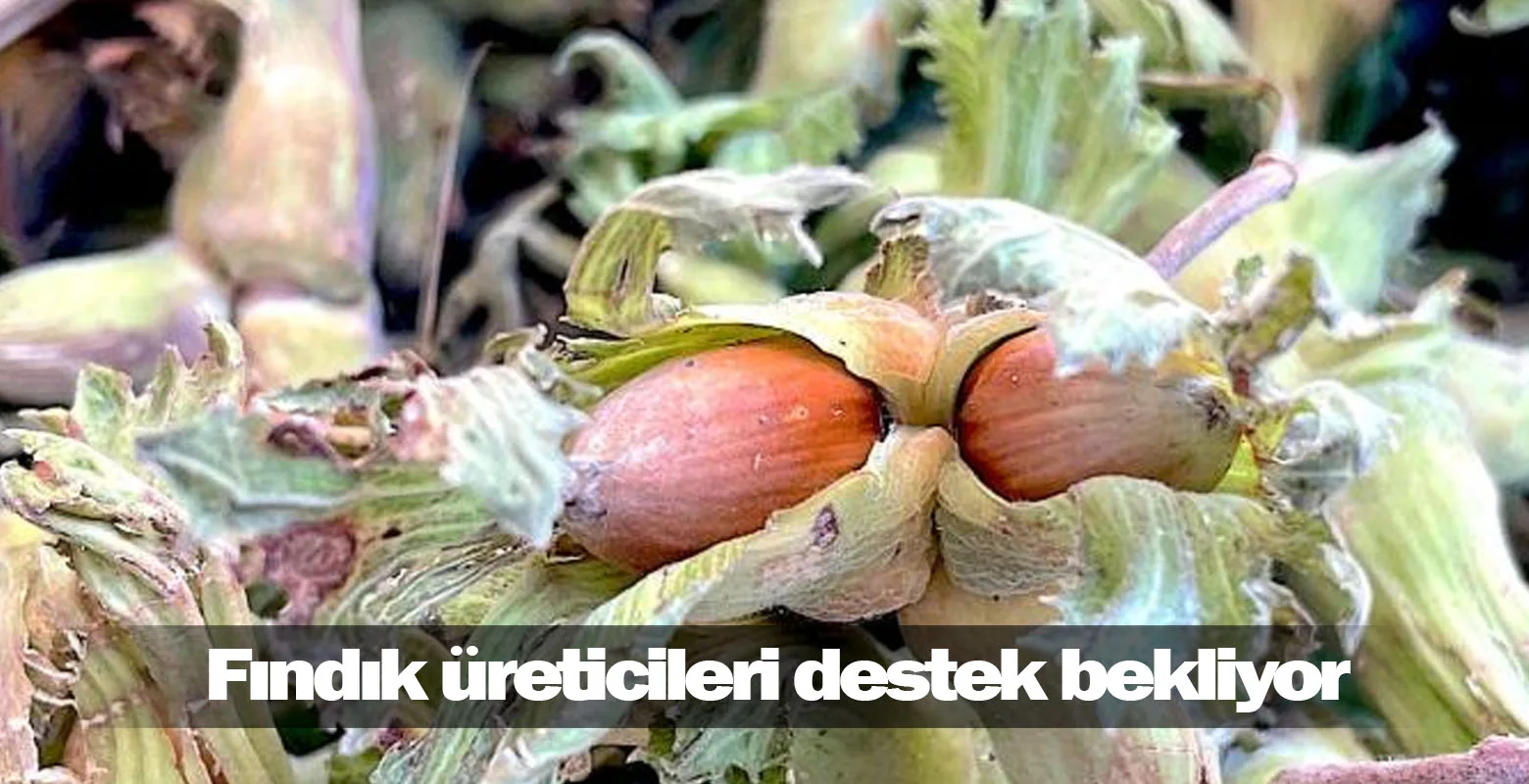 Fındık üreticileri destek bekliyor