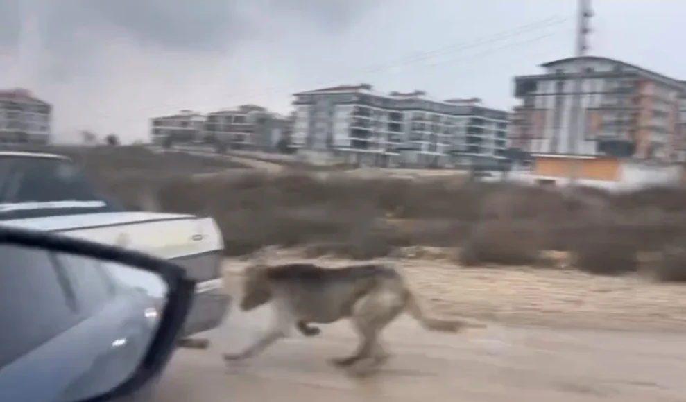 Arabanın arkasına köpek bağladılar!