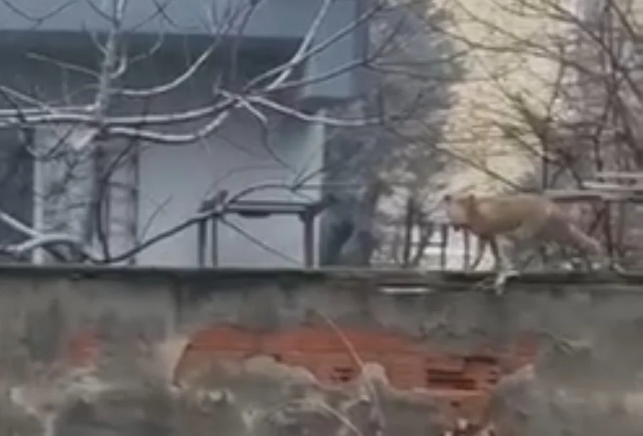 İnegöl'de yiyecek arayan tilki şehir merkezine indi