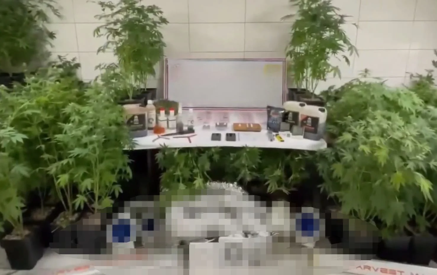 jandarmadan zehir tacirine operasyon!