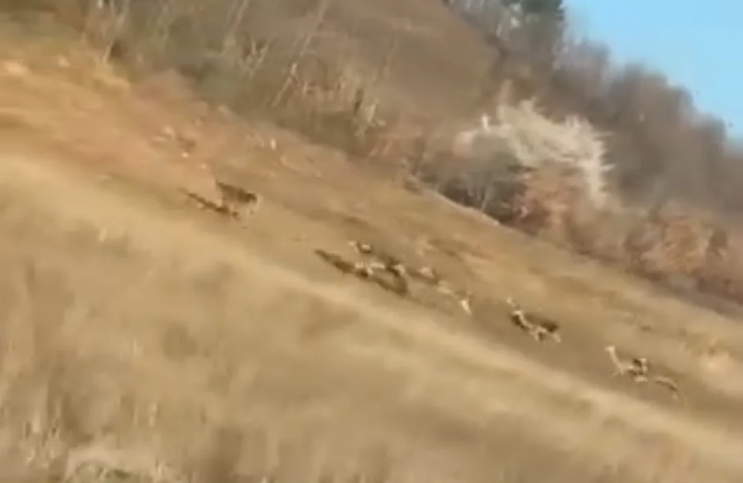 İnegöl'de geyik sürüsü görüldü