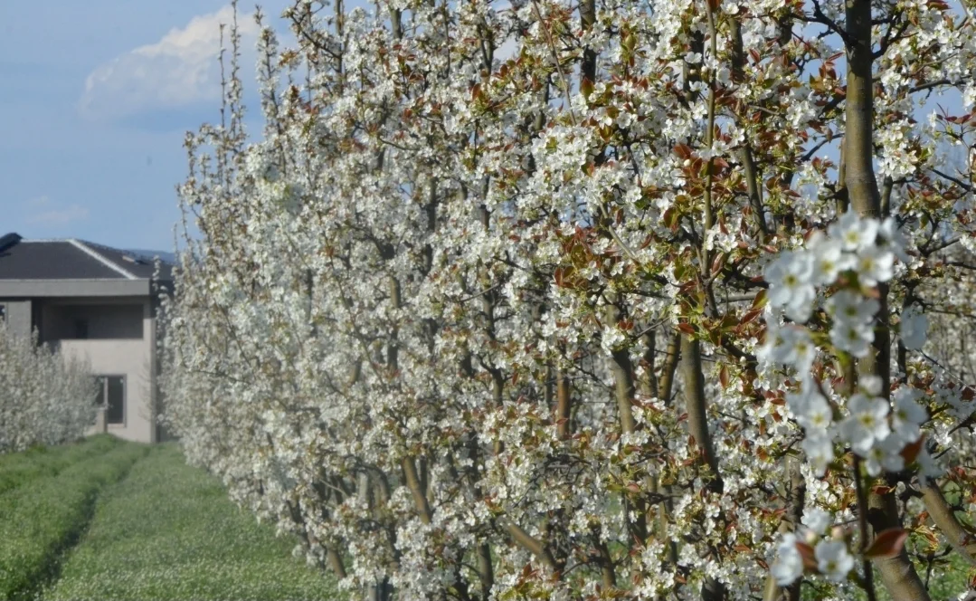 İnegöl'de doğa canlandı: Üretici bu yıldan umutlu