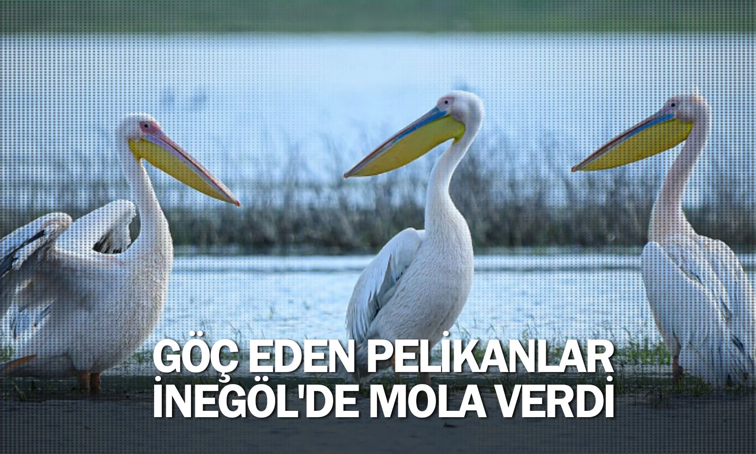 Göç eden pelikanlar İnegöl'de mola verdi