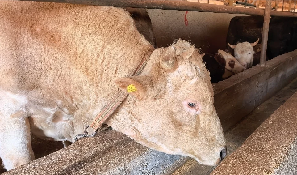 Vekalet yoluyla kurban kesim bedelleri belirlendi