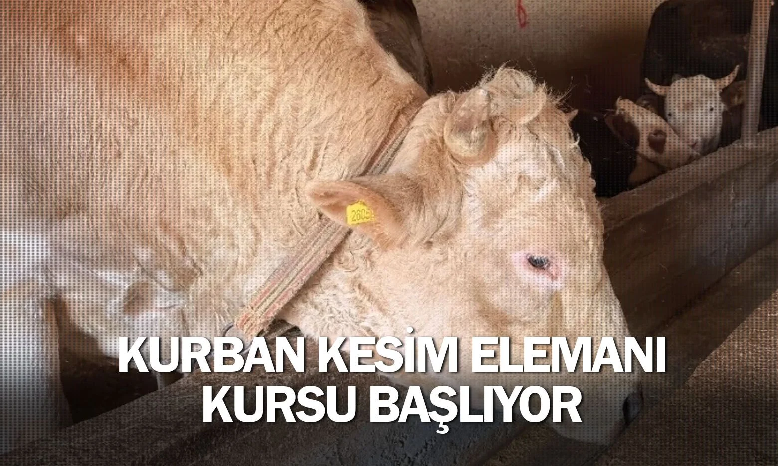 İnegöl’de Kurban Kesim Elemanı Kursu Başlıyor