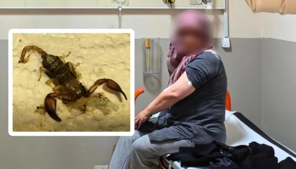 İnegöl'de akrep hastanelik etti!